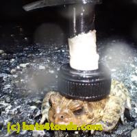 /home//u458753944/public_html/sourcegallery//Roxborough Toad Detour/2013-2019/2018/2018-04-28/small/P4280036.jpg